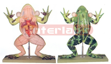 FROG DISSECTION